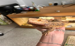 Bearded Dragon reptiles for sale: Bearded dragon and full set up - Image 2