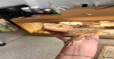 Bearded Dragon reptiles - Advert 5