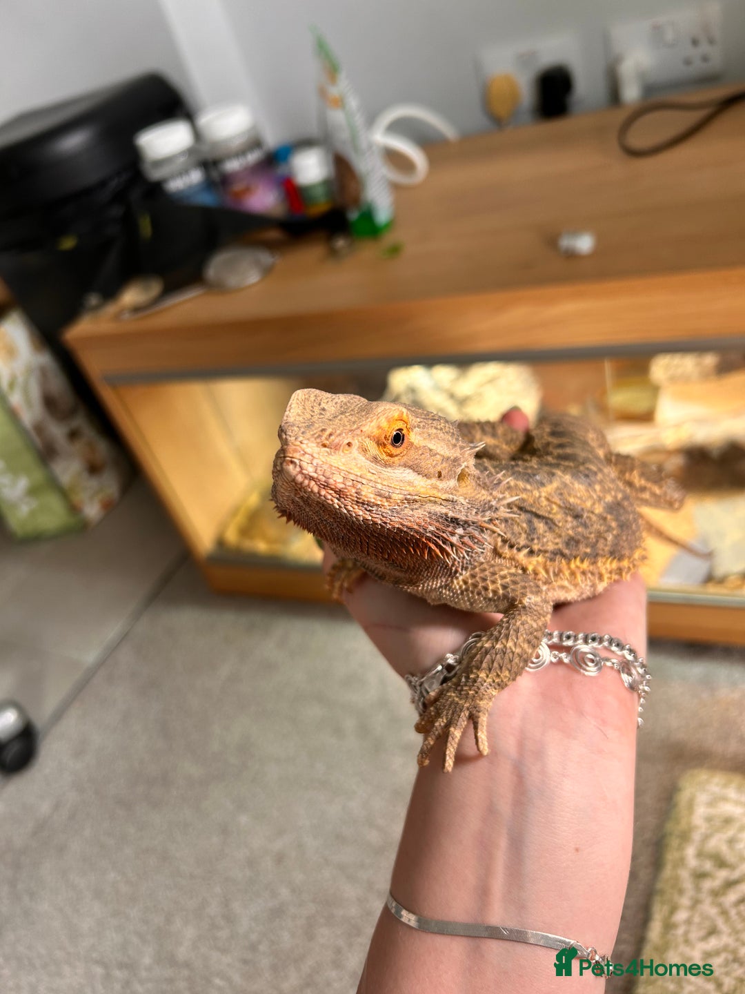 Bearded Dragon reptiles for sale: Bearded dragon and full set up - Image 2