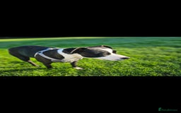 Staffordshire Bull Terrier dogs for sale:  Unique Classic Markings - Image 9