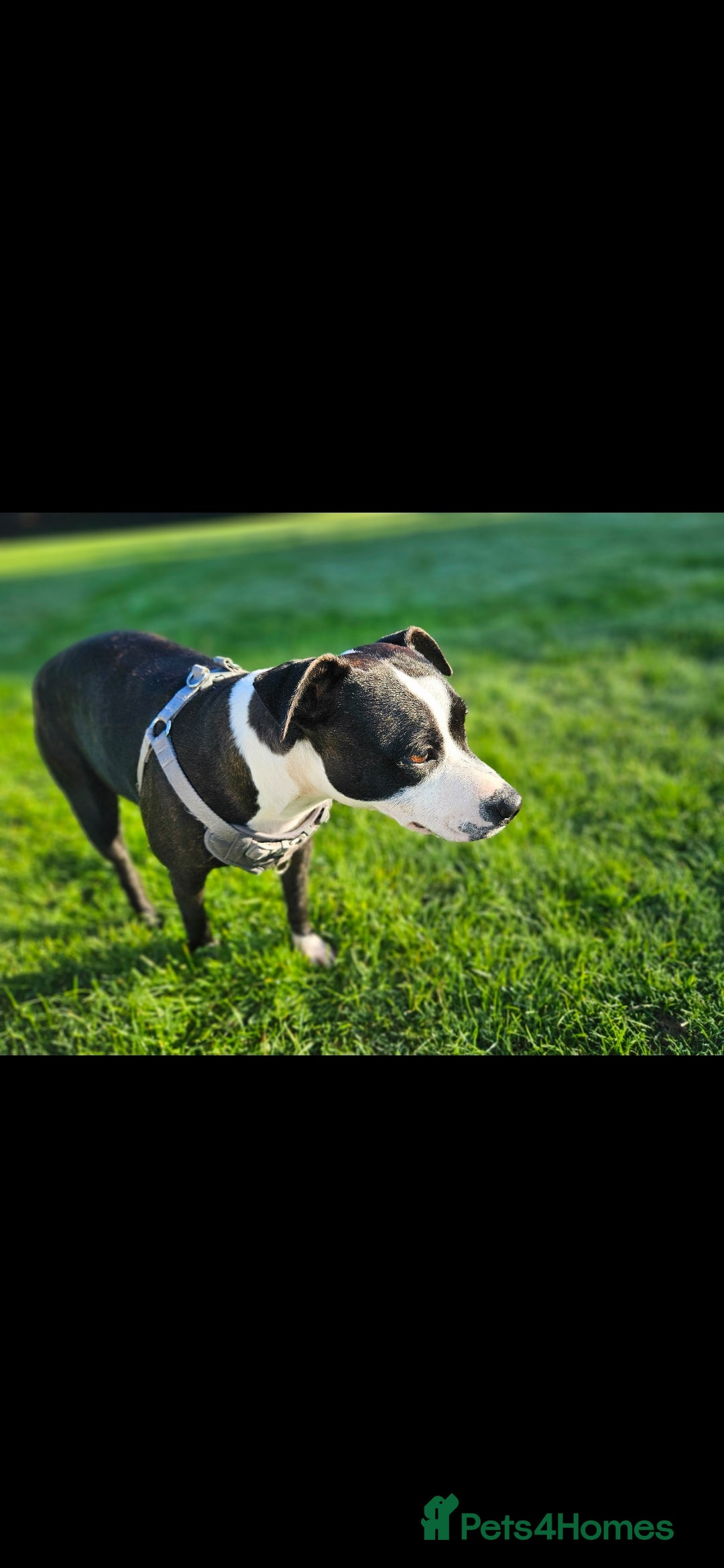 Staffordshire Bull Terrier dogs for sale:  Unique Classic Markings - Image 9