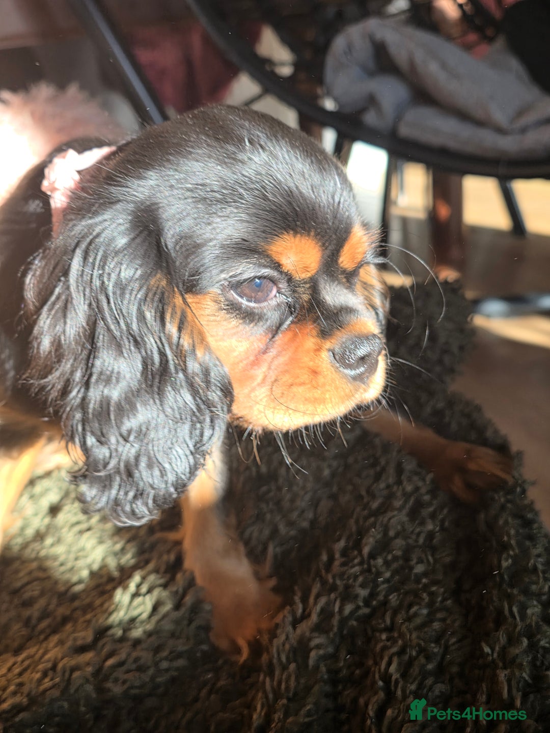 Cavalier King Charles Spaniel dogs for sale: KC reg cavalier king charles puppy - Advert 11