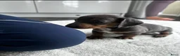 Miniature Dachshund dogs for sale: Kc Mini dachshund puppy’s  READY To LEAVE🐶🐶🐶 - Advert 16
