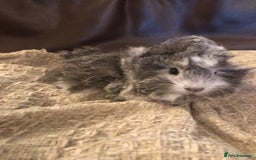Guinea Pig rodents for sale: 2 beautiful baby boy Guineapigs  - Image 4