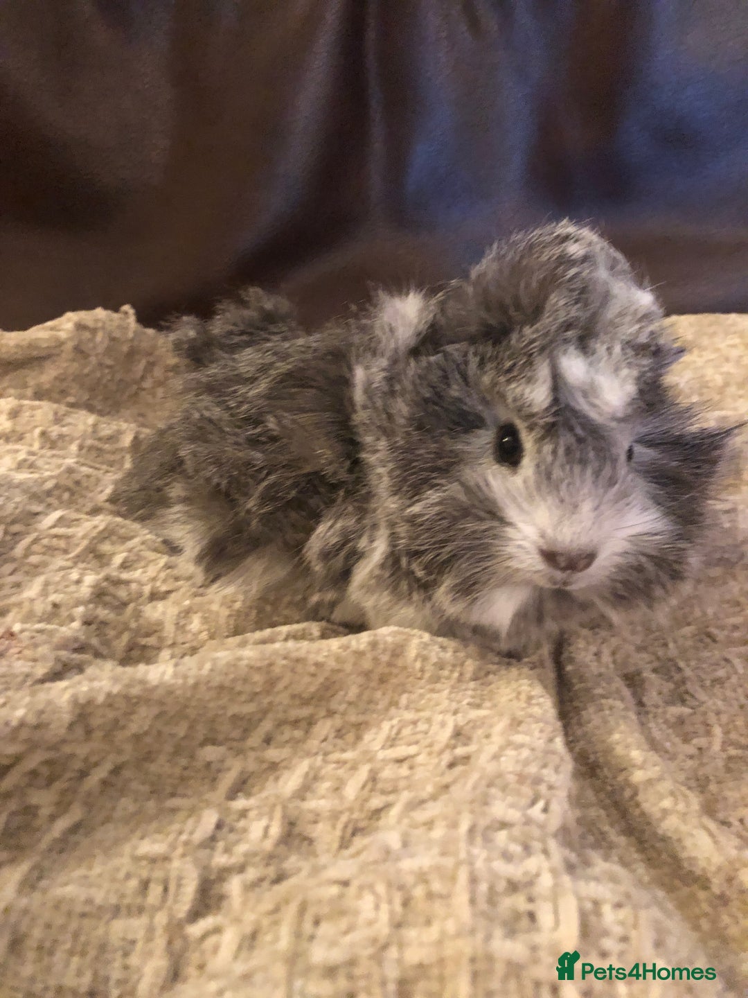 Guinea Pig rodents for sale: 2 beautiful baby boy Guineapigs  - Image 4