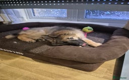 German Shepherd dogs for sale: Stunning blue and sable GSD puppies - Image 18