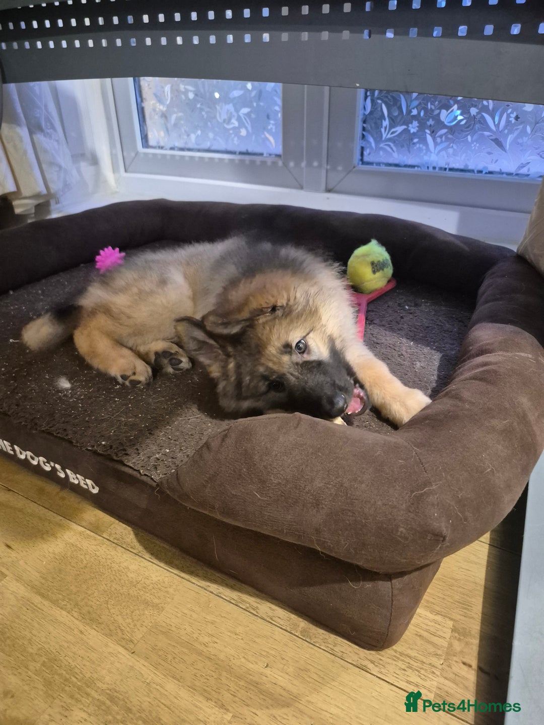 German Shepherd dogs for sale: Stunning blue and sable GSD puppies - Image 18