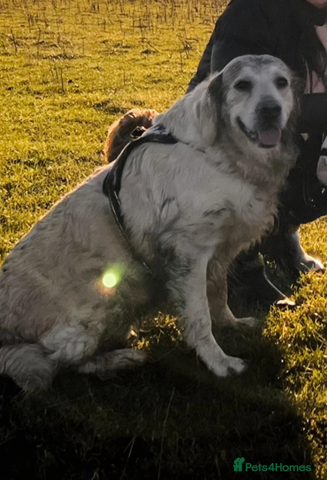 Golden Retriever dogs for sale: Our Beautiful Golden Retriever Lilly in Swadlincote - Advert 4