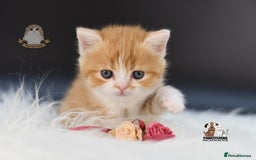 Scottish Fold cats for sale: LICENSED CATTERY, PURE BREED TOP QUALITY KITTENS - Image 17