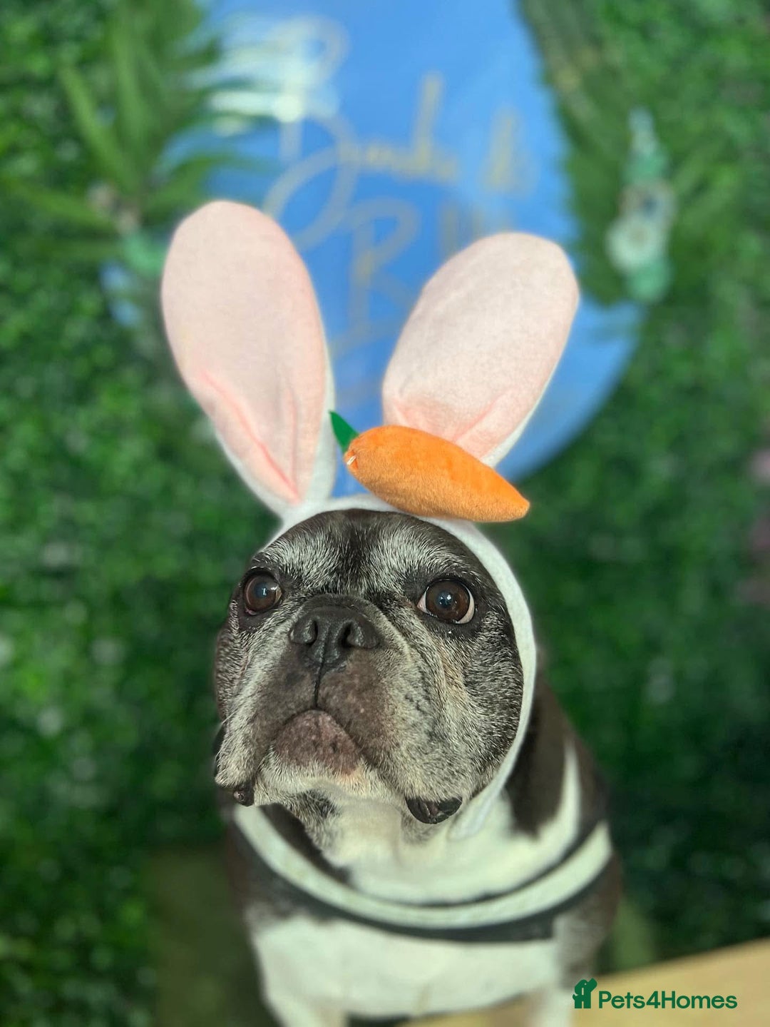 French Bulldog dogs for sale: Bonded mum &son French bulldogs must stay together - Advert 5