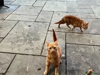 Domestic Shorthair cats Two beautiful kittens for sale - Advert 2