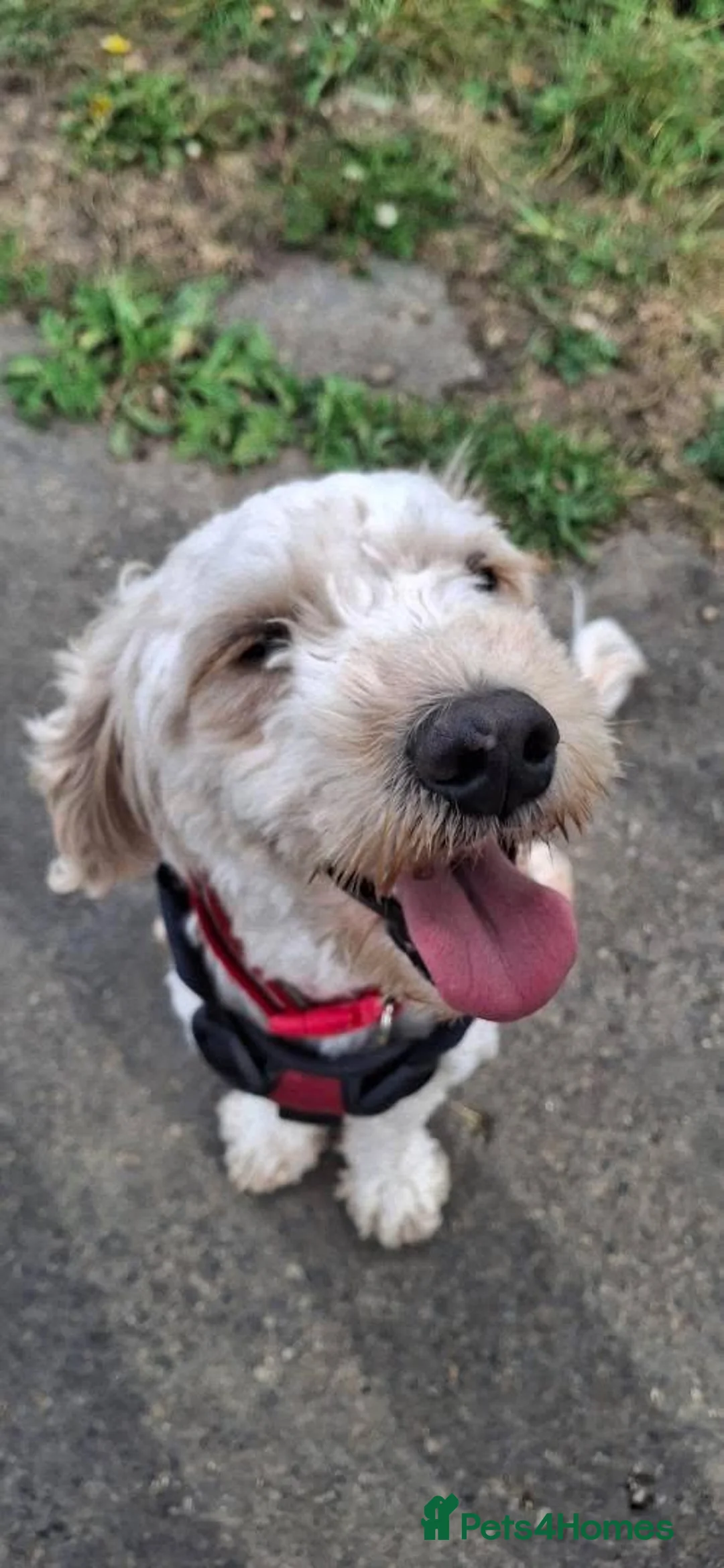 Cockapoo dogs for sale: Bandit - Advert 2