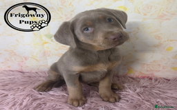 Labrador Retriever dogs for sale:  Stunning Silver Labradors Available  - Image 11