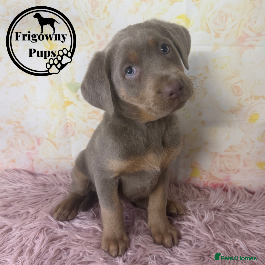 Labrador Retriever dogs for sale:  Stunning Silver Labradors Available  - Image 11