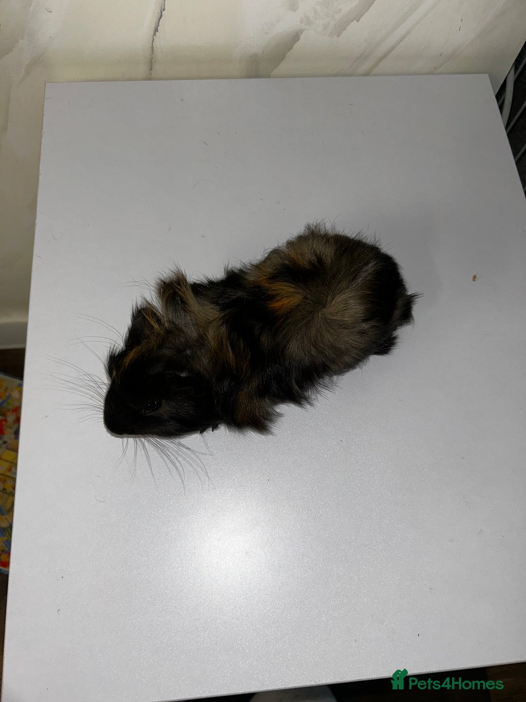 Guinea Pig rodents for sale: 1 boar for sale - Advert 4