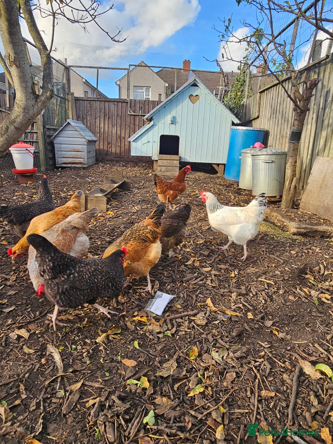 Chickens poultry for sale: Lovely Chickens for Sale –  Just Started Laying - Image 17