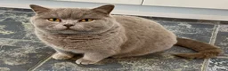 British Shorthair cats for sale: Gorgeous CHUNKY Lilac British Short Hair Male - Advert 1