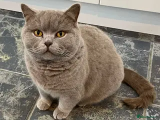 British Shorthair cats Gorgeous CHUNKY Lilac British Short Hair Male - Advert 3