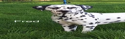 Dalmatian dogs for sale: Beautiful litter of Dalmatian puppies  - Advert 5