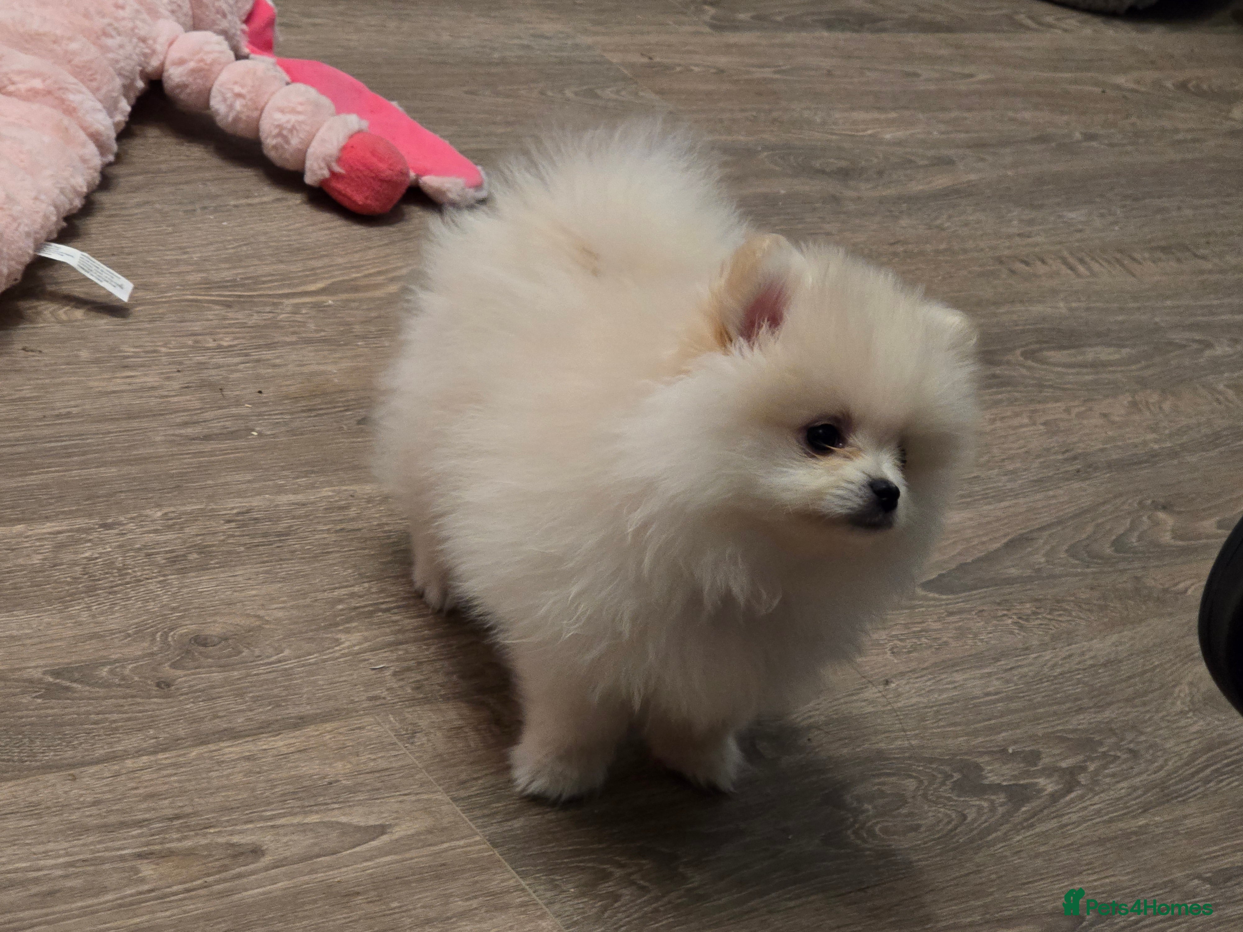Pomeranian dogs Gorgeous KC White Pomeranians - Advert 13