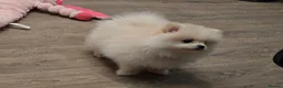Pomeranian dogs for sale: Gorgeous KC White Pomeranians - Advert 10