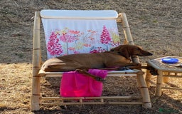 Mixed Breed dogs for sale: Italian Segugio/labrador Easter Love Affair - Image 23