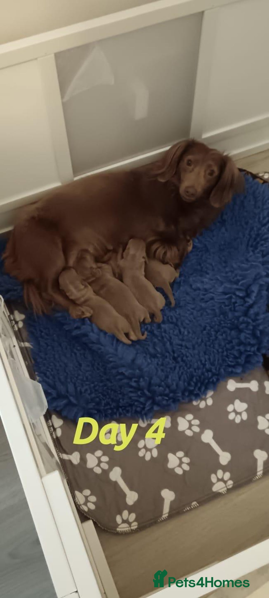 Miniature Dachshund dogs for sale: Stunning Minature Dachshund litter - Image 5