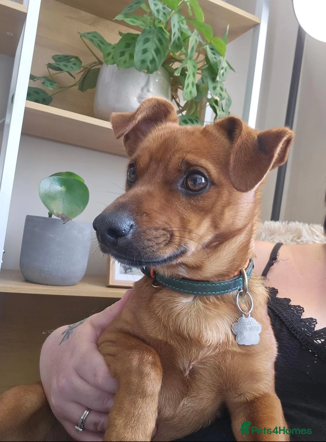 Jack Russell dogs for sale: Jack Russell - Advert 2