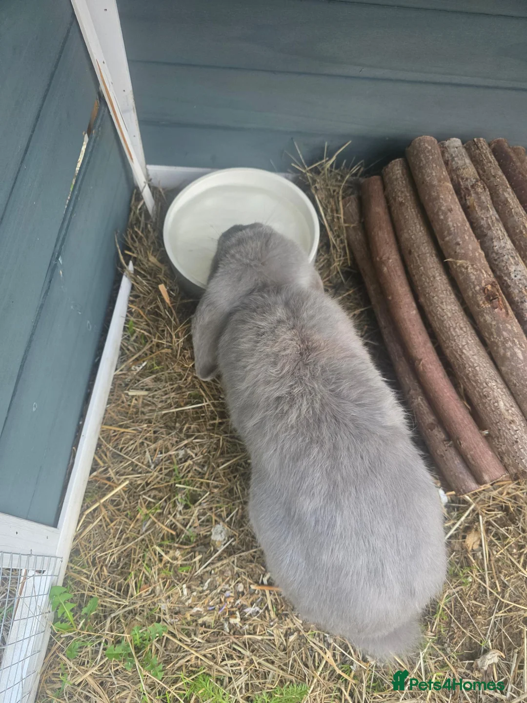 Mini Lop rabbits for sale: Beautiful Grey Mini lop female - Advert 11