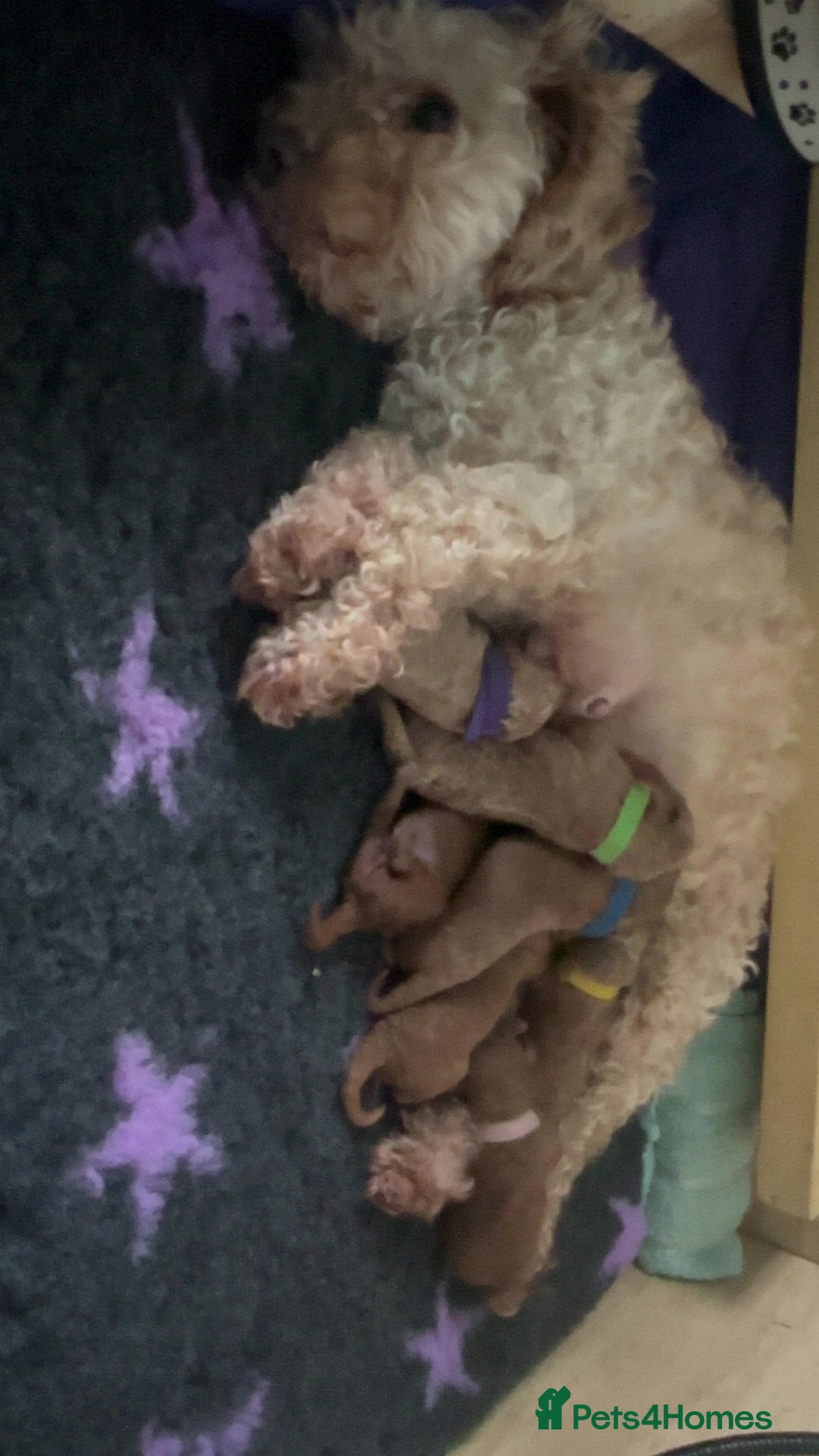 Cockapoo dogs for sale: FOX RED TOY COCKAPOO PUPPIES  - Advert 7