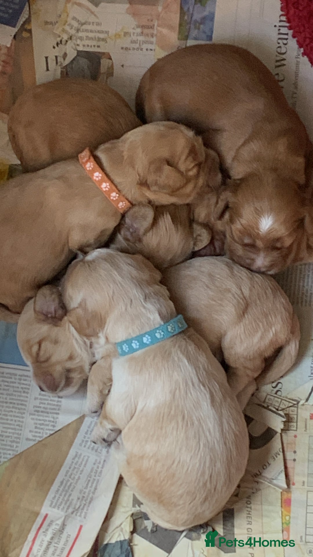 Cockapoo dogs for sale: Cockapoo puppies ready now!!! - Image 28