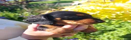 Miniature Dachshund dogs for sale: perfect true to type miniature Dachshund puppies   in Thirsk - Advert 8