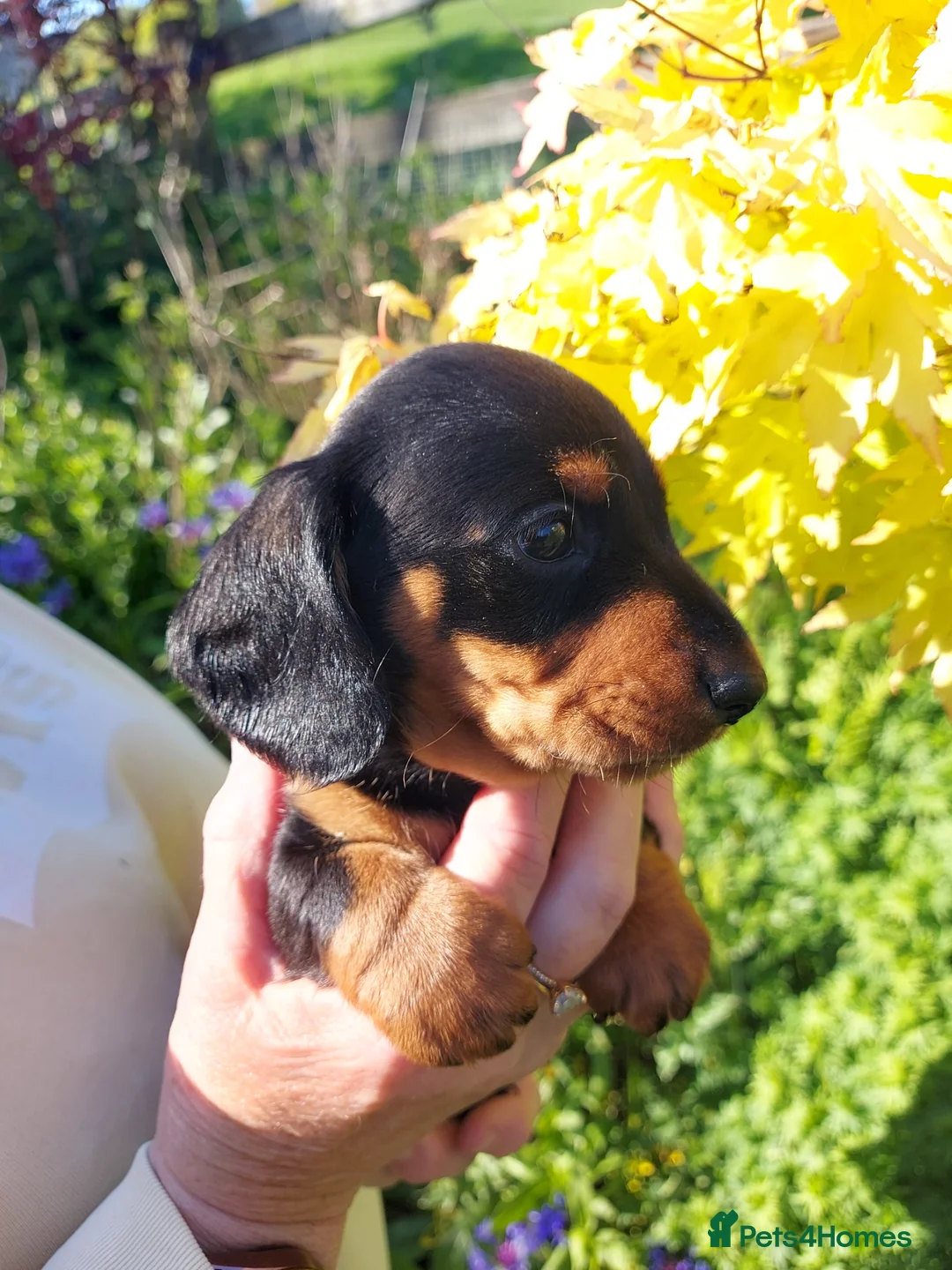 Miniature Dachshund dogs for sale: perfect true to type miniature Dachshund puppies   - Advert 16