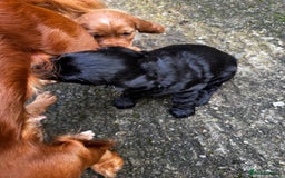 Cocker Spaniel dogs for sale: BLACK WORKING COCKER SPANIELS - Bitch and Dog - Image 13