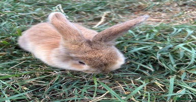 Mini Lop rabbits - Advert 3