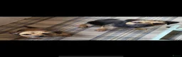 Border Terrier dogs for sale: Magnificent quality border terriers  - Advert 3