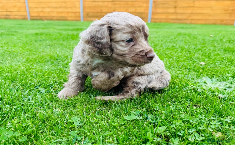 Cockapoo dogs - Advert 2
