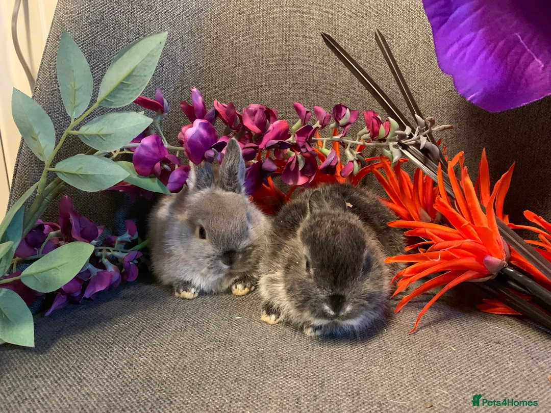 Netherland Dwarf rabbits for sale: ND x mini rex - Advert 5