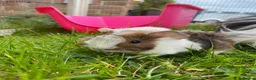 Guinea Pig rodents for sale: Cute Abyssinian-longhaired sow/ female  in Ashford - Advert 1