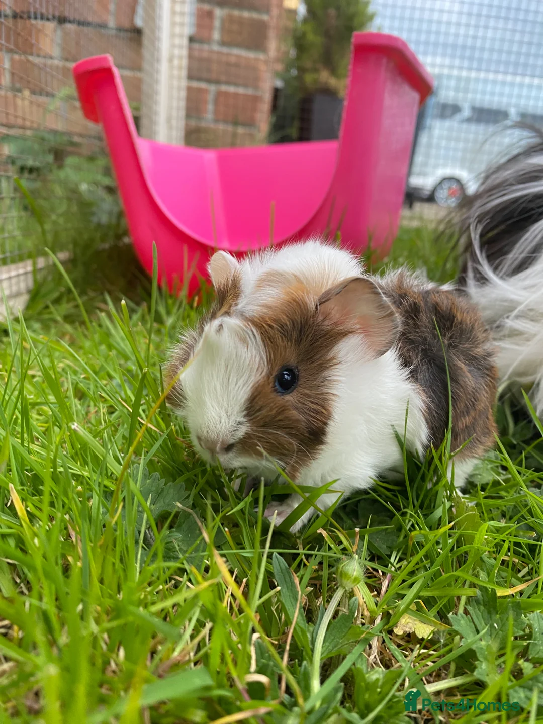 Guinea Pig rodents for sale: Cute Abyssinian-longhaired sow/ female  in Ashford - Advert 1