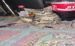 Bengal cats for sale: Mixed bengal kittens   - Image 12