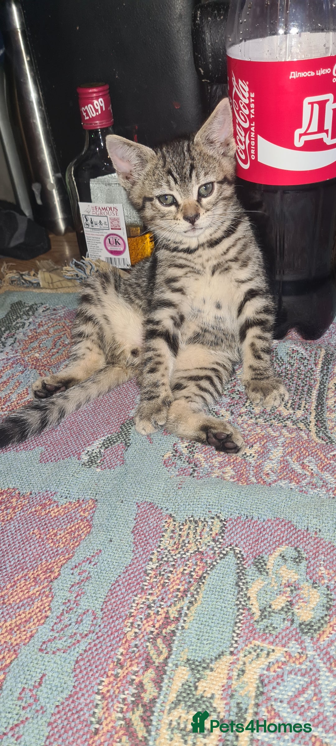 Bengal cats for sale: Mixed bengal kittens   - Image 12