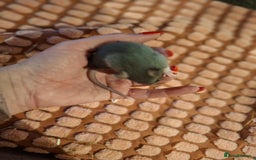 Rat rodents for sale: Fancy baby rats - Image 3