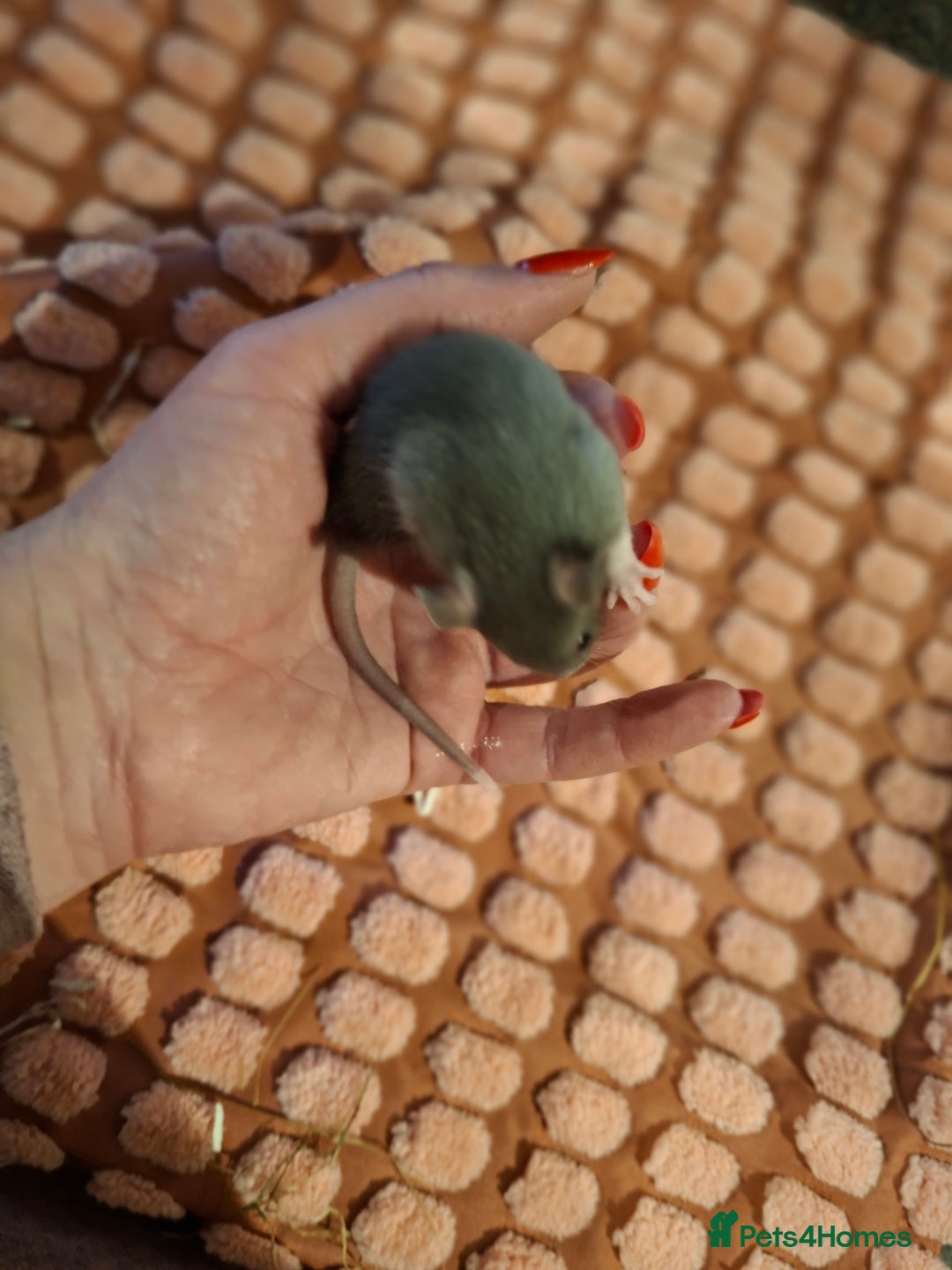 Rat rodents for sale: Fancy baby rats - Image 3