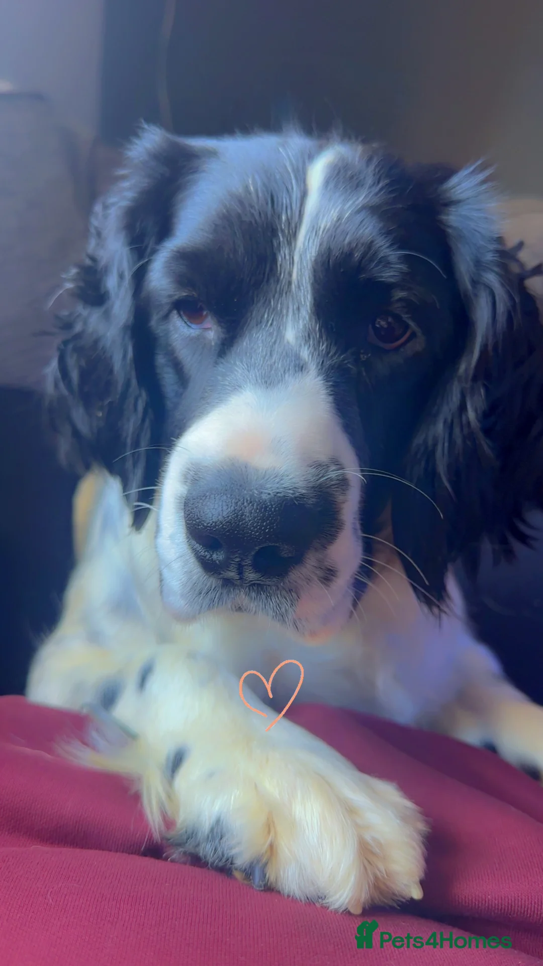 Mixed Breed dogs for sale: Springer x Clumber spaniel  in Gloucester - Advert 4