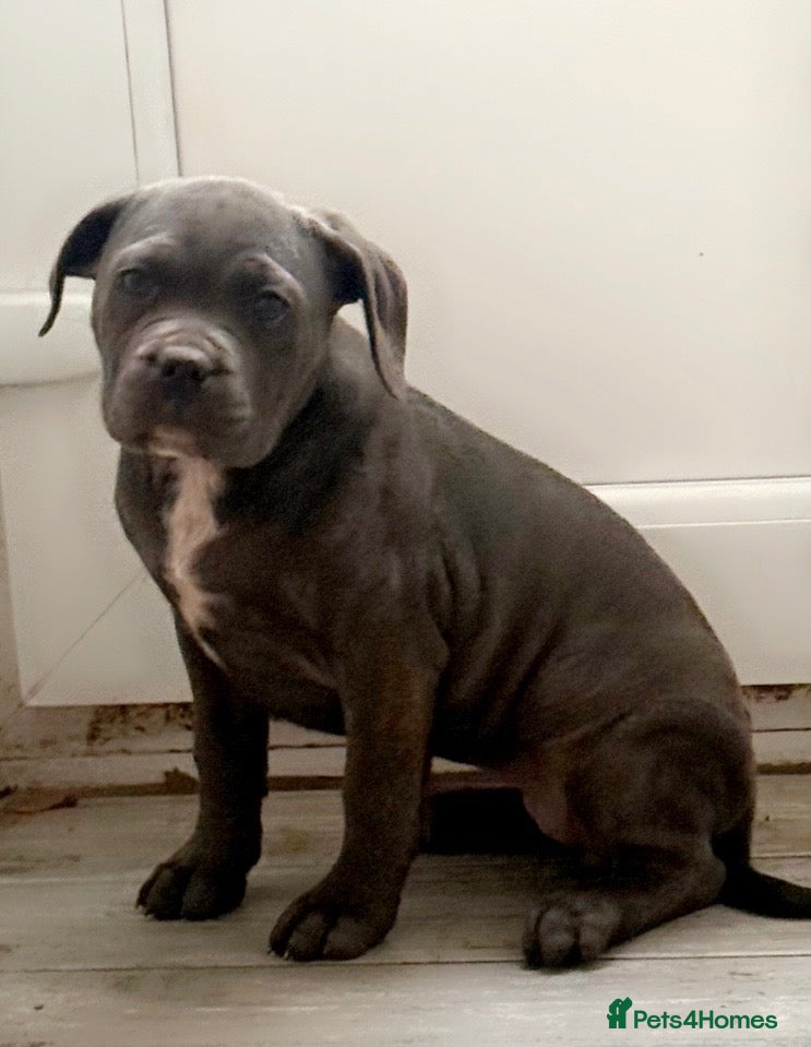 Cane Corso dogs for sale: Cane corso femail - Advert 15