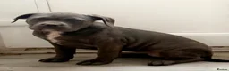 Cane Corso dogs for sale: Cane corso femail - Advert 1