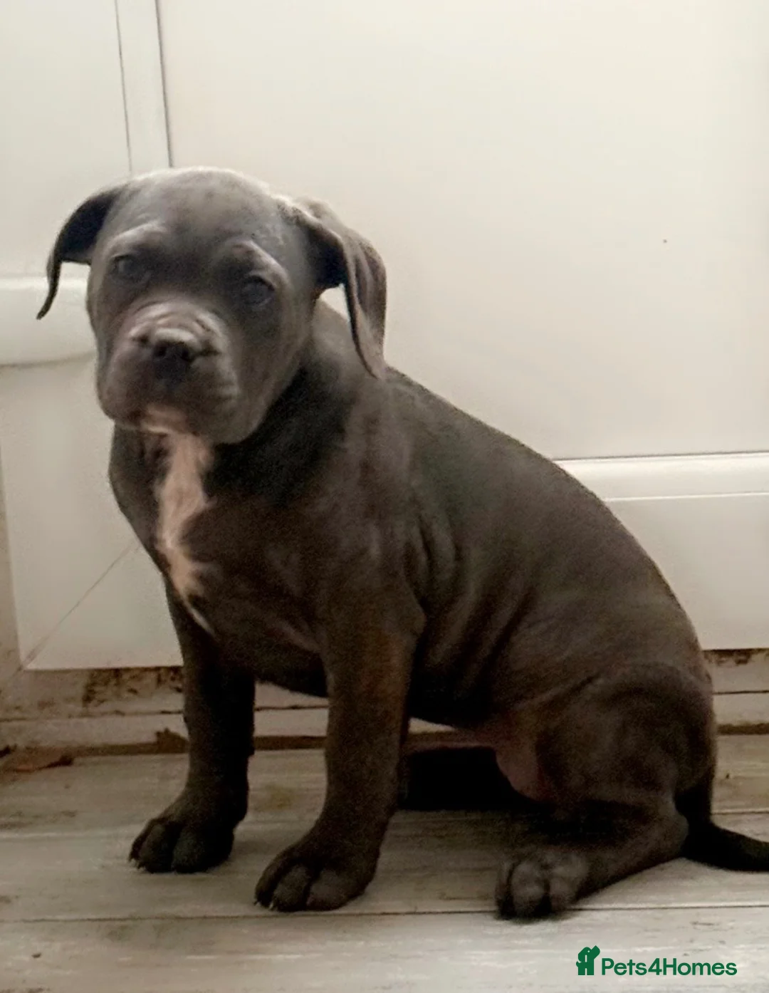 Cane Corso dogs for sale: Cane corso femail - Advert 1