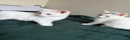 Mixed Breed cats for sale: Kittens beautiful playful  - Advert 3