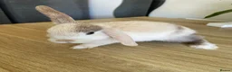 Mini Lop rabbits for sale: Mini lop rabbits - Advert 5
